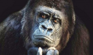 猩猩与猿的区别 猩猩和猿是一个物种吗