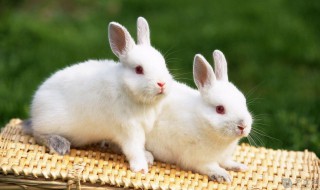 养宠物兔的技巧 养宠物兔的方法