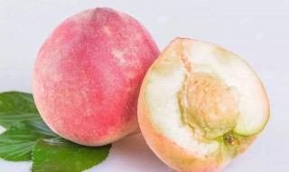 寿桃养殖方法 寿桃的培育养殖