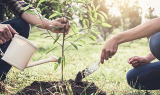树苗定植基本方法 树木定植的操作方法