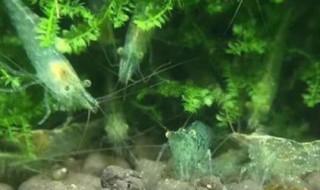 黑壳虾怎么快速爆缸 黑壳虾多久繁殖一次