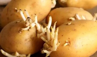 发芽的土豆怎么处理（发芽的土豆怎么处理可以吃,没有发紫,发绿,要烹饪吗?）