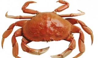 螃蟹有几条腿（螃蟹有几条腿?）