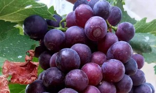 中国中原地区种植葡萄始于 中国中原地区种植葡萄始于什么时期