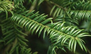 红豆杉是裸子植物吗 东北红豆杉是裸子植物吗