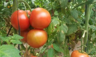 一株完整的番茄由什么组成 一株完整的番茄由哪六个器官组成