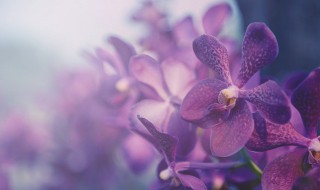 君子兰花朵的特点 君子兰花朵的特点简写