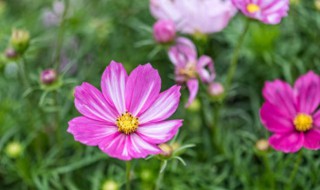 格桑花如何种植（格桑花应该怎么种有什么要求）