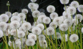 什么植物是靠什么传播种子的（什么植物传播种子有哪些）