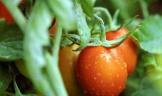 番茄酱油果属什么病害 番茄酱油果会传染吗