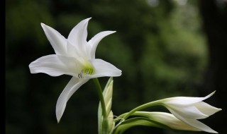 百合花繁殖方法（百合花的繁殖方法）