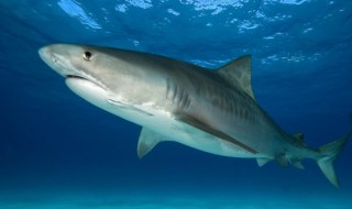 鲨鱼是哺乳动物 鲨鱼是哺乳动物吗为什么