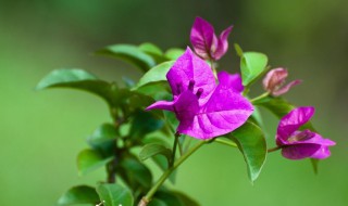 叶子花的繁殖方法（叶子花可以剪枝扦插吗）