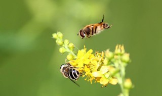 什么气味可以吸引蜜蜂 什么气味能驱赶蜜蜂