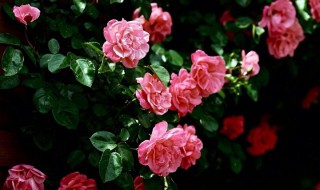 蔷薇高压繁殖的方法 蔷薇高压繁殖的方法和技术