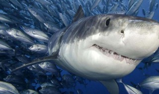 鲨鱼为什么怕海豚 鲨鱼为什么怕海豚虎鲸