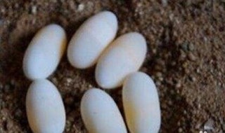 人工孵化乌龟蛋的技巧 人工孵化乌龟蛋的技巧视频