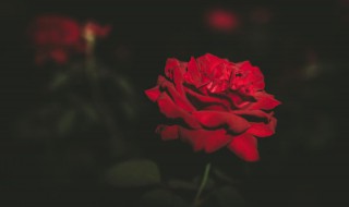 午夜伤心的玫瑰是什么梗