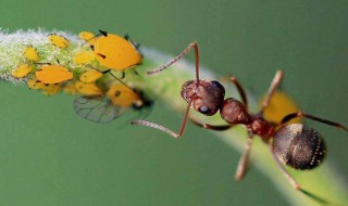 什么昆虫吃蚂蚁 什么昆虫吃蚂蚁为生