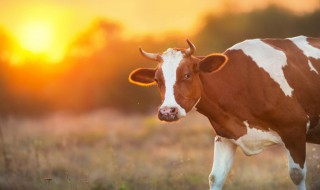 牛的特点 牛的特点和本领是什么
