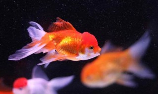 金鱼的三大特点 金鱼的三大特点是什么