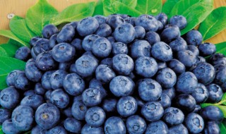 蓝莓的十大功效与作用 蓝莓的十大功效与作用是什么