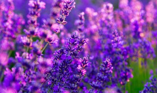 什么花是紫色的（什么花是紫色的图片）