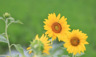 太阳花的生长习性（太阳花的生长特性）