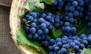 酿酒葡萄和鲜食葡萄有什么区别（一般说来鲜食葡萄和酿酒葡萄之间有差异吗）
