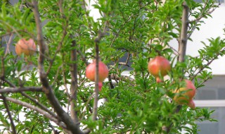 夏天石榴树怎样修剪（夏天石榴树怎样修剪枝条）