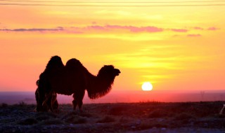 什么的夕阳 什么的夕阳填动词