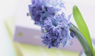 谷雨时节的诗 谷雨时节的诗句有哪些