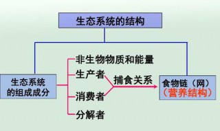 生态系统的结构是什么