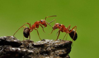 如何消灭蚂蚁 如何消灭蚂蚁窝
