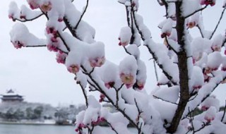 踏雪寻梅原型 踏血寻梅原型