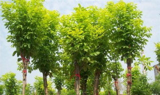 白蜡树的种植方法和注意事项 白蜡树种植技术