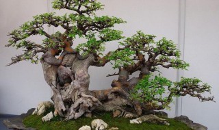 虎皮榕树的繁殖方法和注意事项（虎皮榕树培育方法）