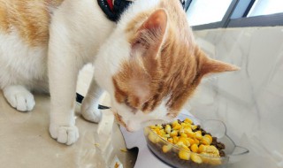 猫吃玉米为什么会吐 猫吃玉米为什么会吐出来