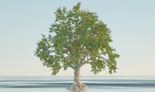 树的整体形态一般由什么组成? 树的形态结构和主要特征