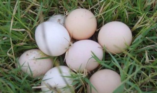 野鸡蛋和普通鸡蛋的区别? 野鸡蛋的最佳吃法