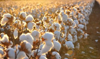 新疆长绒棉产自哪个区 新疆长绒棉谁家最优质