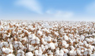 新疆长绒棉优质的原因 新疆长绒棉质量优的原因是什么?