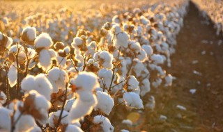 新疆长绒棉主要分布在 新疆长绒棉主要分布在山麓和盆地边缘的什么地带
