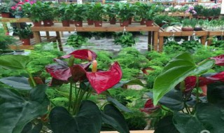 鹅掌红植物养殖方法 鹅掌红植物养殖方法图解