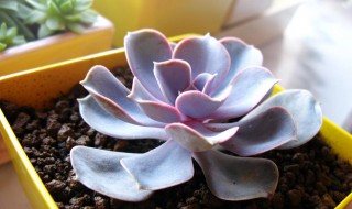 多肉植物紫珍珠的繁殖方法 多肉植物紫珍珠如何繁殖