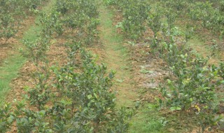 高产油茶的种植方法 高产油茶种苗种植