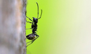 梦见密密麻麻的黑蚂蚁代表着什么 梦见密密麻麻的黑蚂蚁代表着什么呢