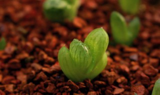 多肉植物种子怎么种植（多肉植物种子怎么种植方法）