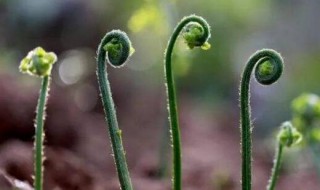 蕨菜怎么保存到下半年 蕨菜怎么保存到下半年种植