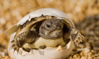 乌龟蛋如何孵化（乌龟蛋如何孵化小龟普通话 人工怎样孵化乌龟蛋）